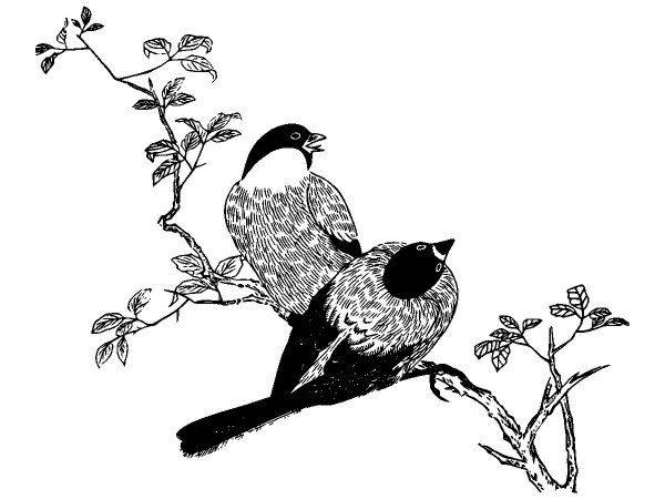 Животные 3454 Животные 3454