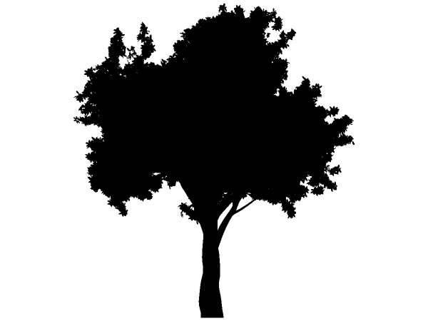 Деревья 181
