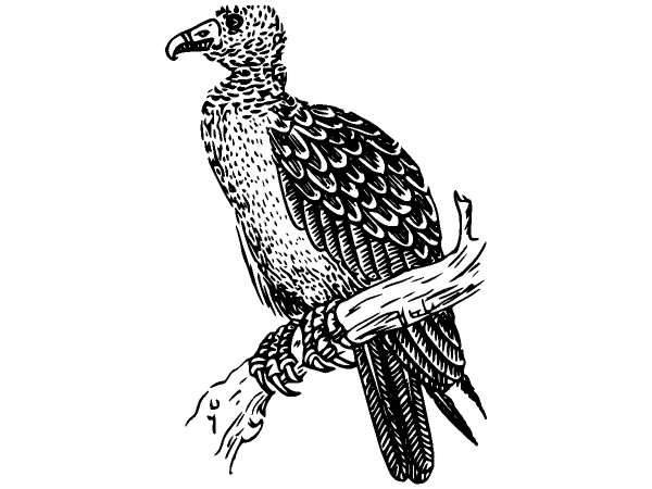 Животные 321