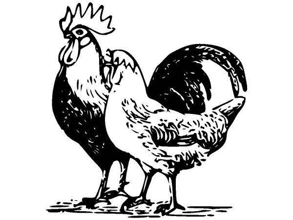 Животные 1156