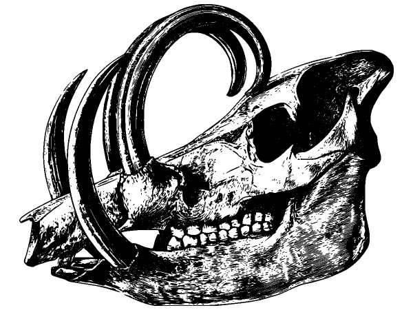 Животные 956