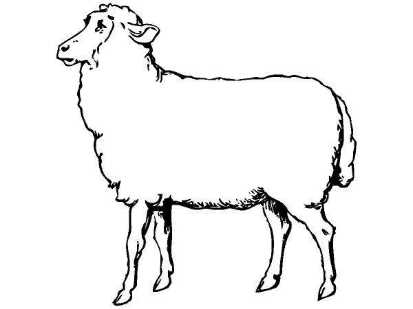 Животные 109