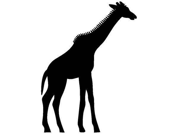 Животные 1711