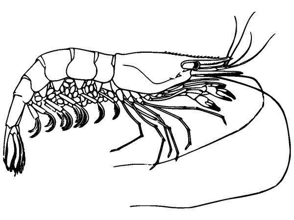 Животные 2703