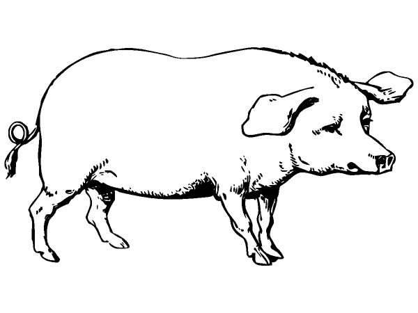 Животные 273