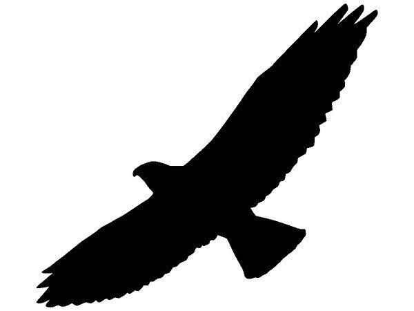 Животные 2994 Животные 2994