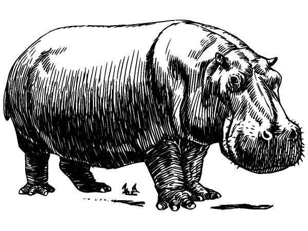 Животные 127