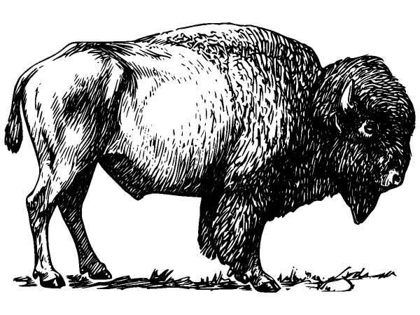 Животные 116