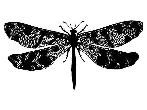 Животные 3250 Животные 3250