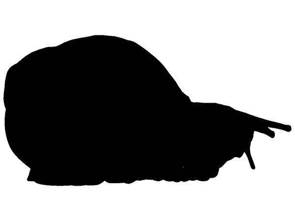 Животные 4148