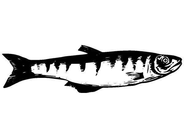 Животные 2675