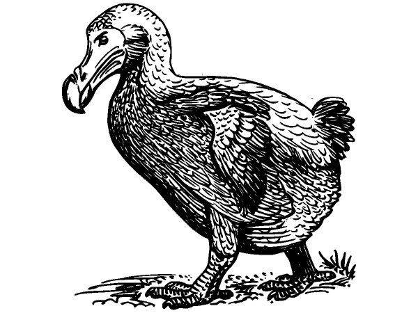 Животные 586 Животные 586