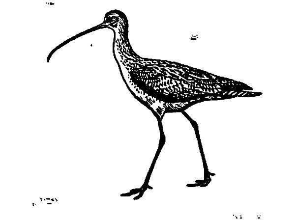 Животные 2920