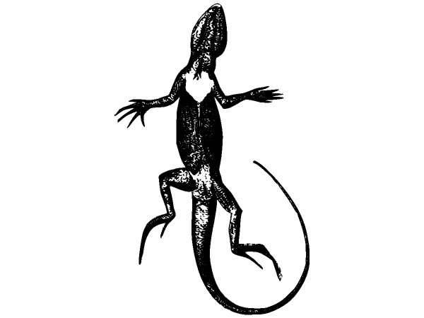 Животные 973