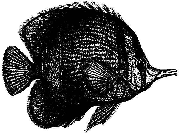 Животные 2944 Животные 2944