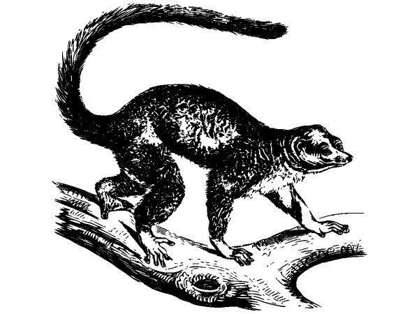 Животные 3944