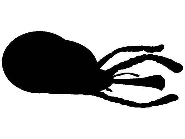 Животные 767 Животные 767