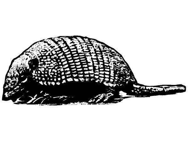 Животные 2855