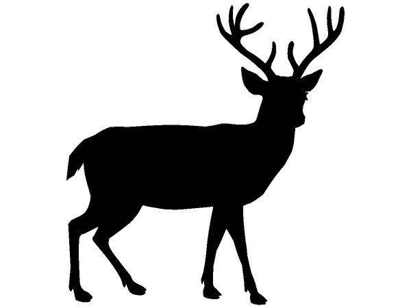 Животные 685 Животные 685