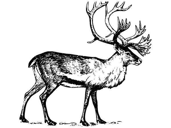 Животные 519