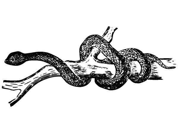 Животные 2620