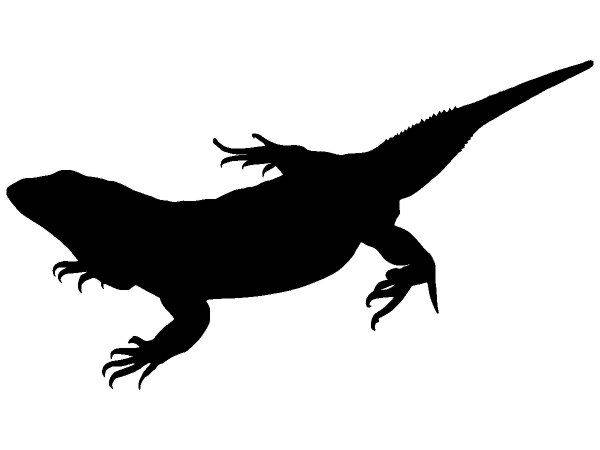 Животные 2152 Животные 2152