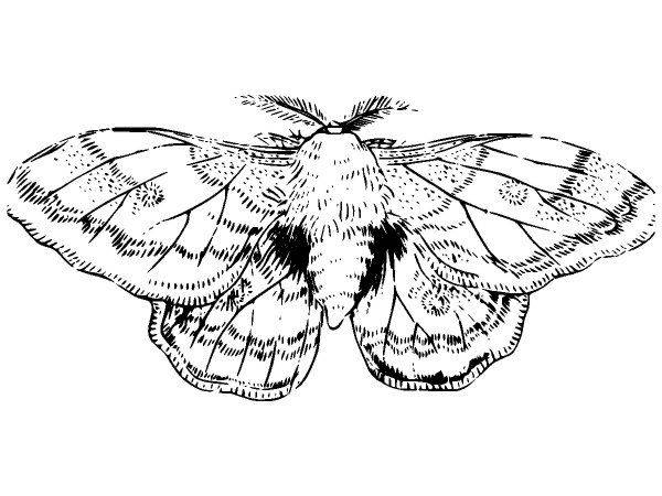 Животные 3452 Животные 3452