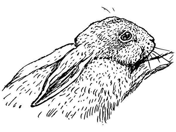 Животные 118