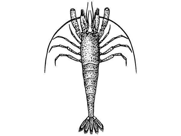 Животные 1117 Животные 1117