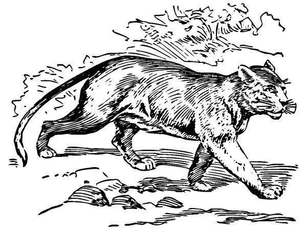 Животные 533