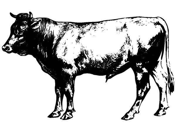 Животные 2658