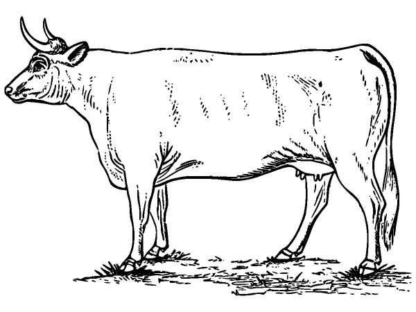 Животные 1305