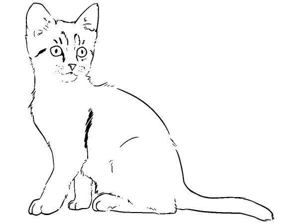 Животные 3731 Животные 3731