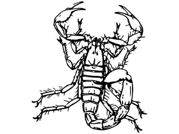 Животные 2438 Животные 2438