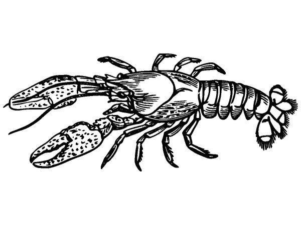 Животные 2853