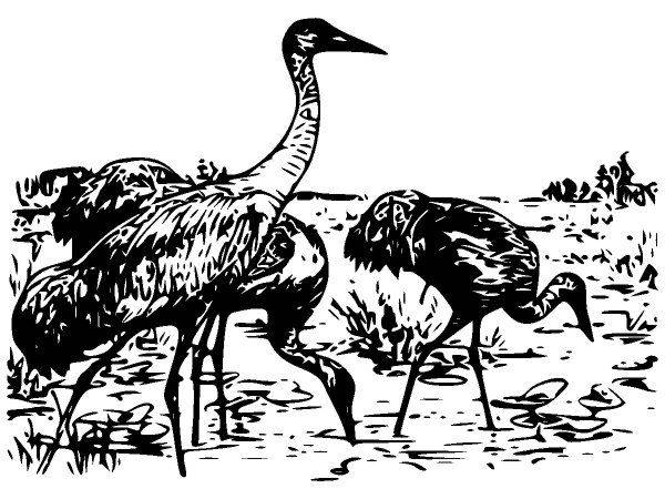 Животные 147 Животные 147