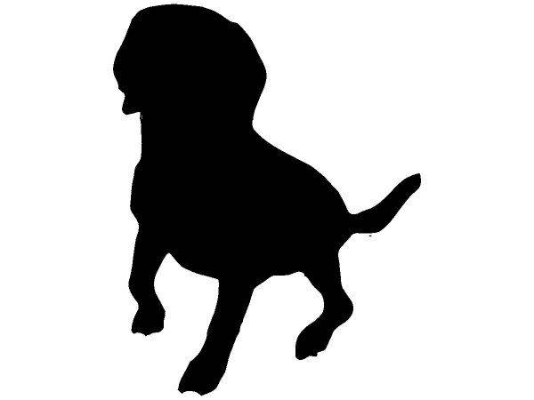 Животные 1108