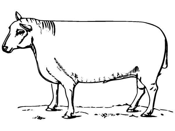 Животные 980