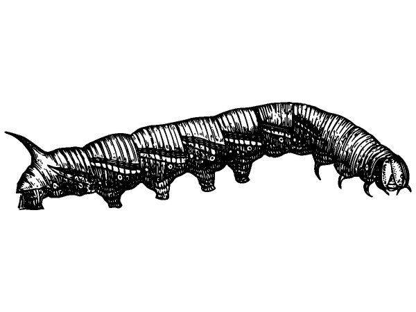 Животные 3906 Животные 3906