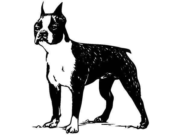 Животные 220