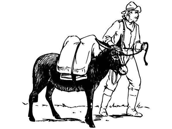 Животные 3761 Животные 3761