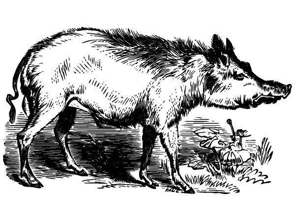 Животные 3587 Животные 3587