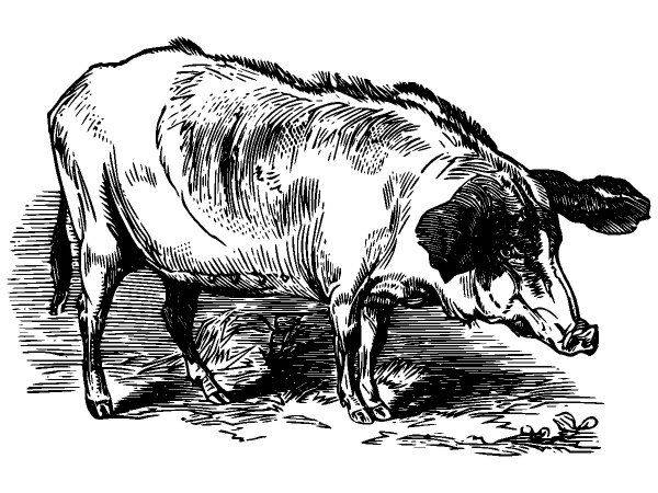 Животные 3586 Животные 3586