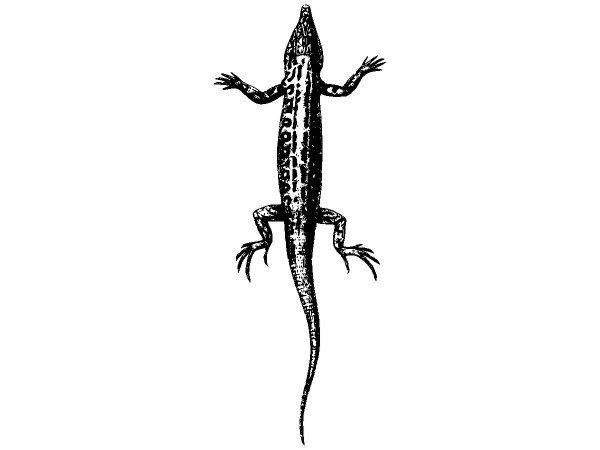 Животные 2759