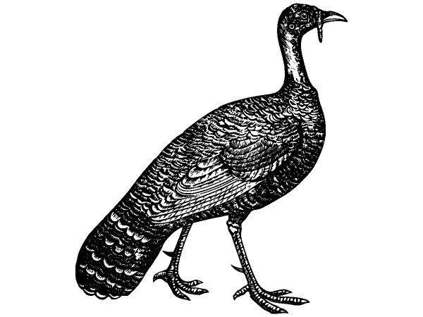 Животные 2822