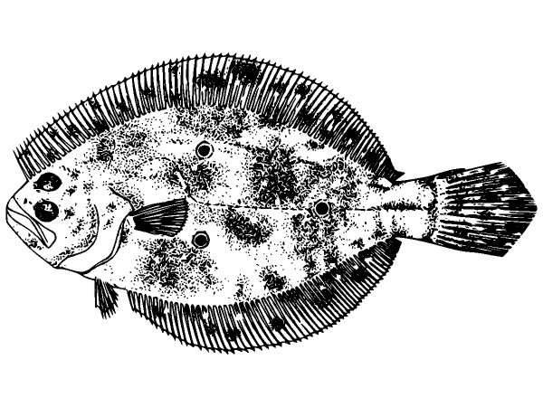 Животные 1316