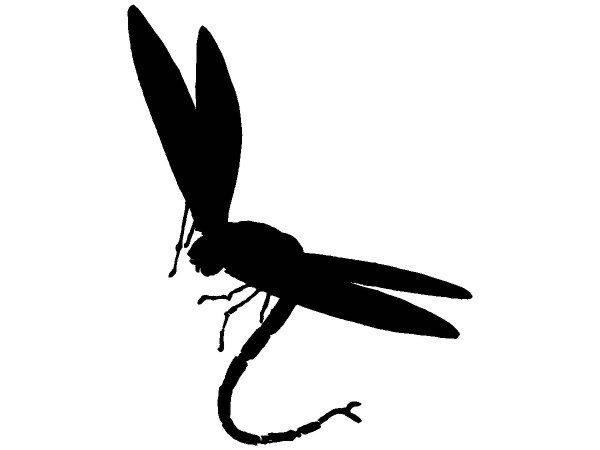 Животные 2742