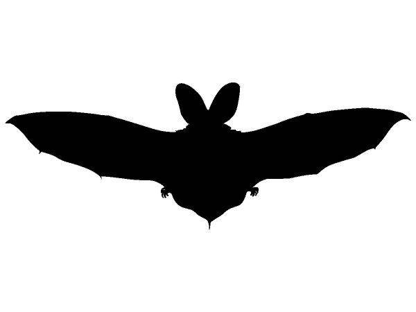 Животные 2987 Животные 2987