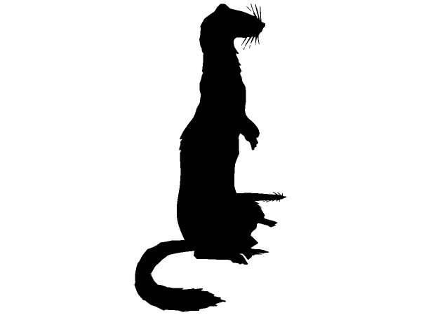 Животные 242