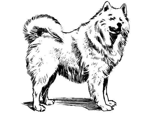 Животные 1096 Животные 1096